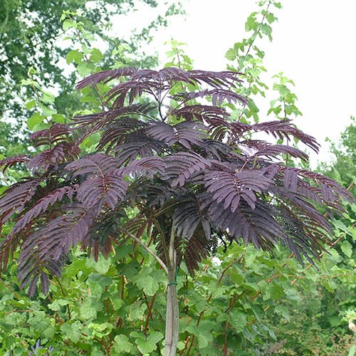 Albizia Julibrissin Summer Chocolate Purple Silk Tree