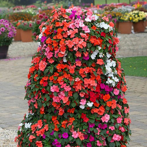 Morrisons, Tesco or Waitrose Garden Bedding Plants Delivery Service