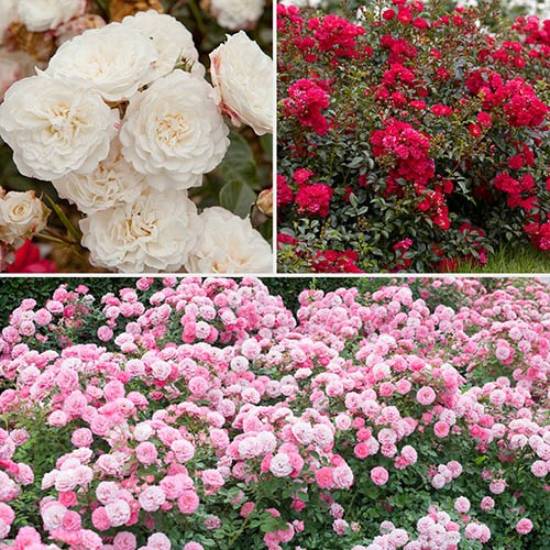 Classic Groundcover Rose Collection