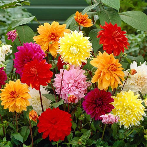 Morrisons, Tesco or Waitrose Garden Bedding Plants Delivery Service? Buy Cheap Bedding Plants Online