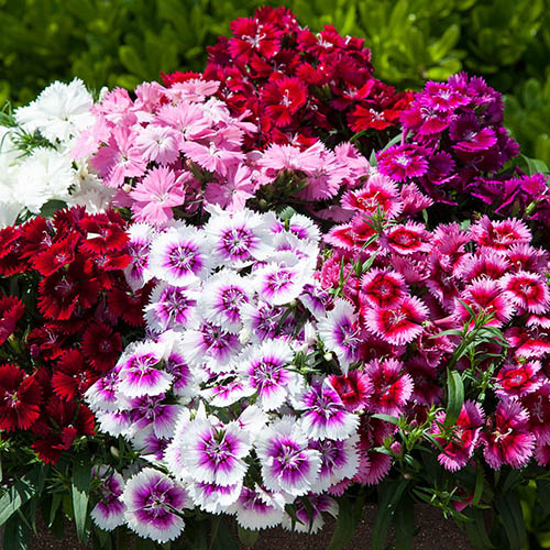 Morrisons, Tesco or Waitrose Garden Bedding Plants Delivery Service? Buy Cheap Bedding Plants Online