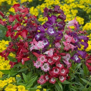 Hardy Penstemon Collection
