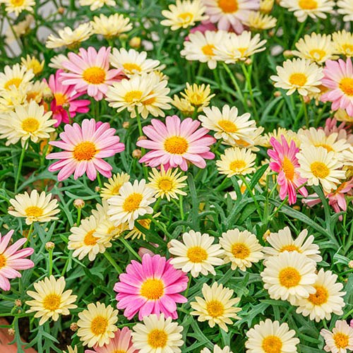 Morrisons, Tesco or Waitrose Garden Bedding Plants Delivery Service