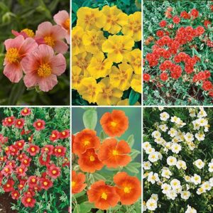 Rock Roses, Helianthemum Collection