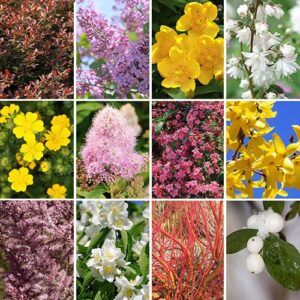 The Ultimate Winter Hardy Shrub Collection