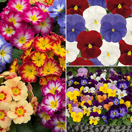 Morrisons, Tesco or Waitrose Garden Bedding Plants Delivery Service