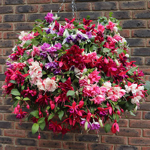Premium Preplanted Fuchsia Trailing Rattan Basket