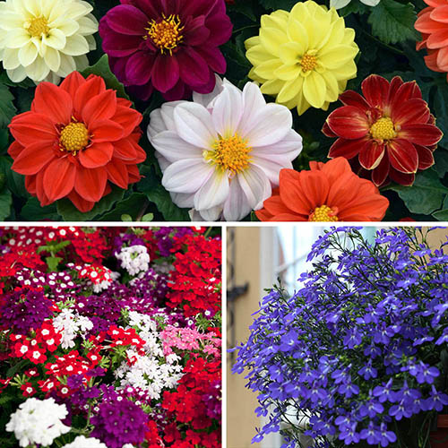 Morrisons, Tesco or Waitrose Garden Bedding Plants Delivery Service